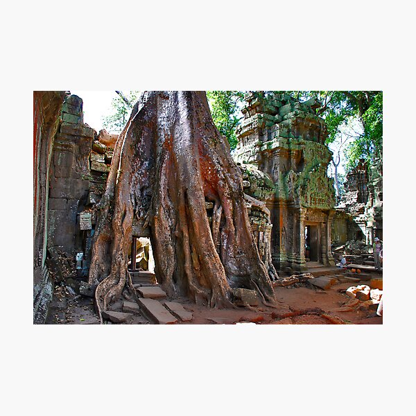 Angkor Wat, Ta Prohm Photographic Print