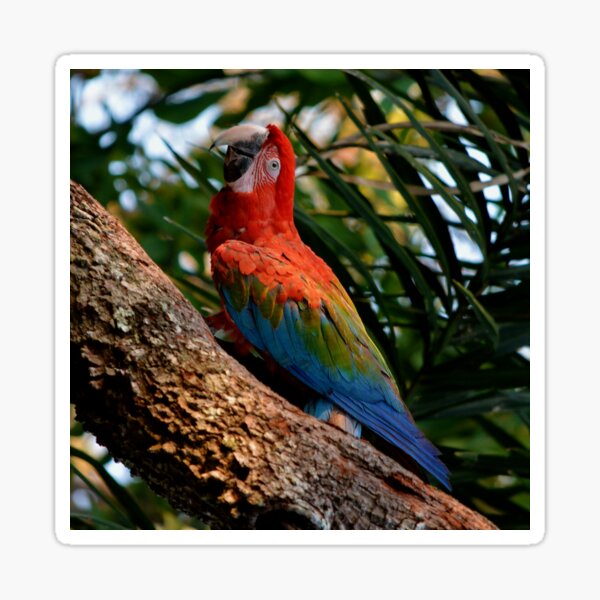Item preview, Ara red-and-green macaw designed and sold by Schoensl.