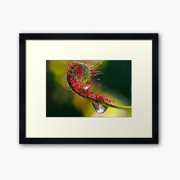 Item preview, Sundew H20 Macro designed and sold by Gabrielle  Lees.