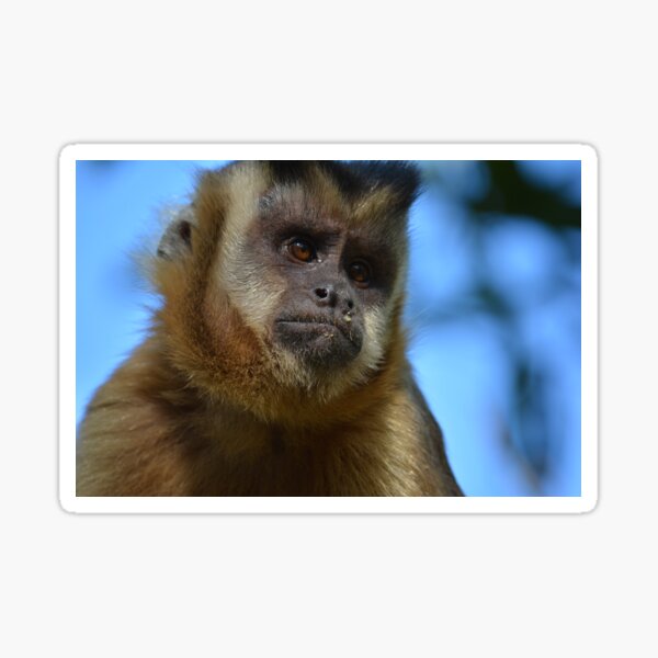 Item preview, Monkey portrait Brazil designed and sold by Schoensl.
