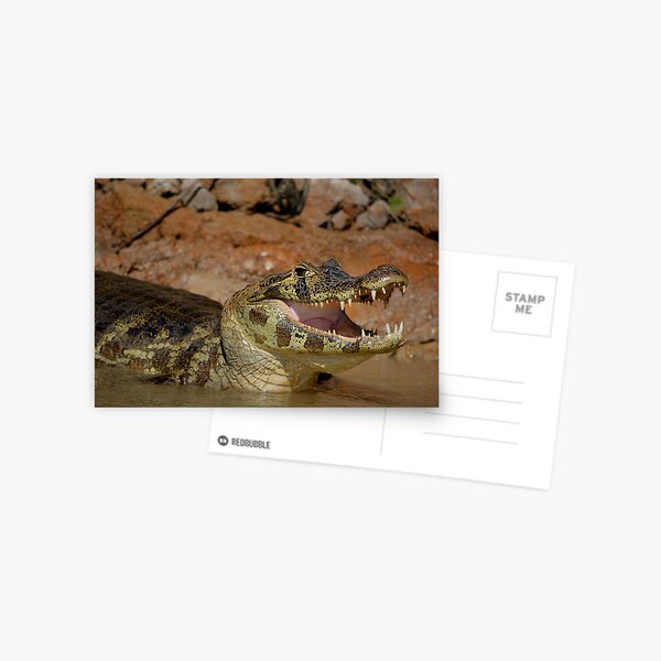 Item preview, Brazil Pantanal Caiman  designed and sold by Schoensl.