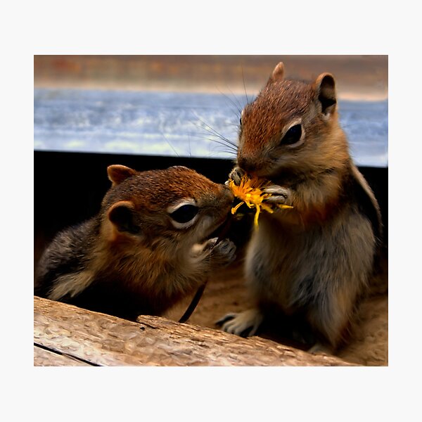 Jacob & Drake Photographic Print