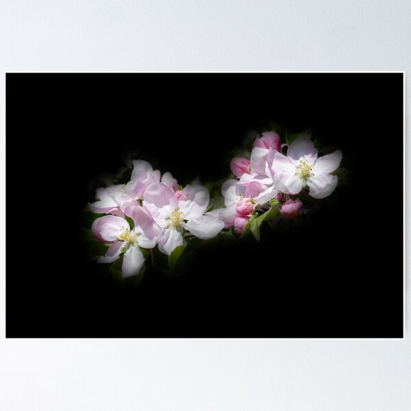 Item preview, Apple Blossom on Black Canvas designed and sold by Jim Key.
