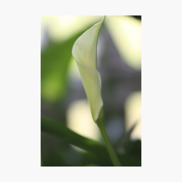 Aperçu de l'œuvre Lilly 4 créée et vendue par Steven Carpinter.
