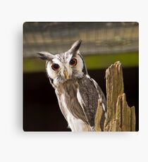 Northern White Faced Owl Canvas Print