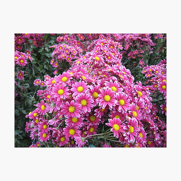 In the sea of chrysanthemums Photographic Print