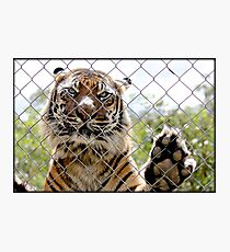 Sumatran Tiger Photographic Print