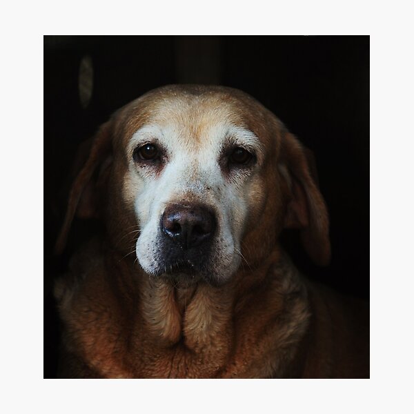 The ageing labrador Photographic Print