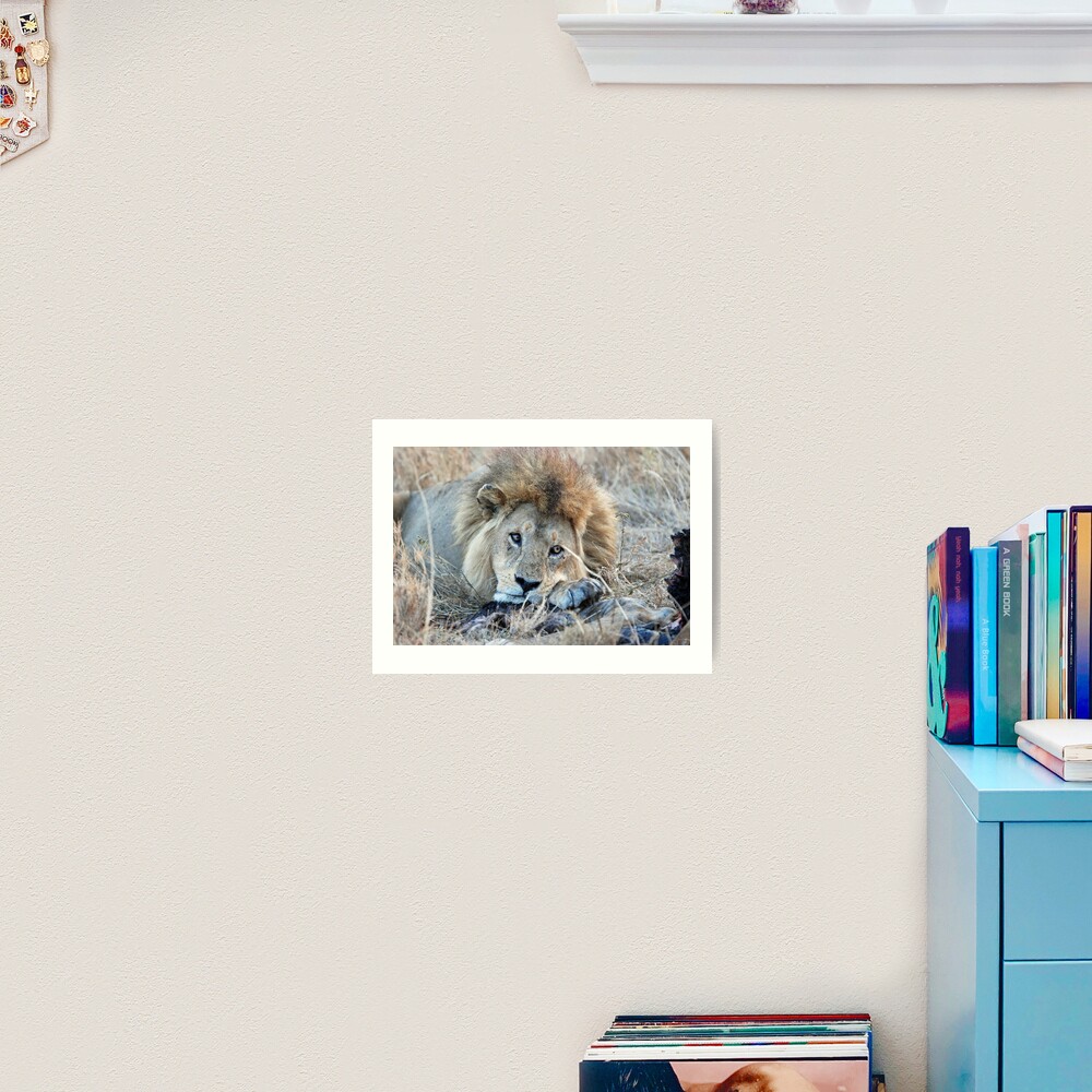 Male Lion - Serengeti Art Print