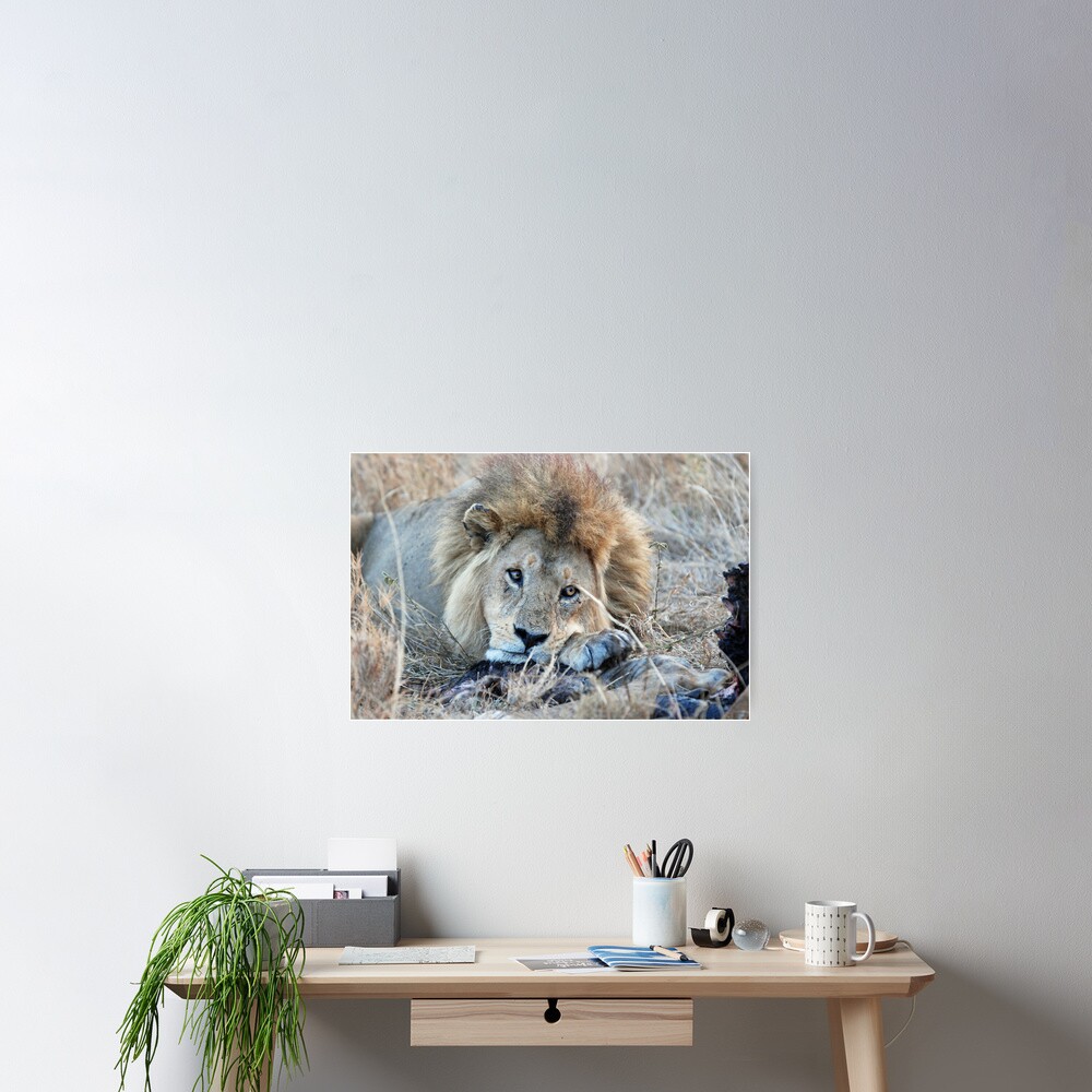 Male Lion - Serengeti Poster