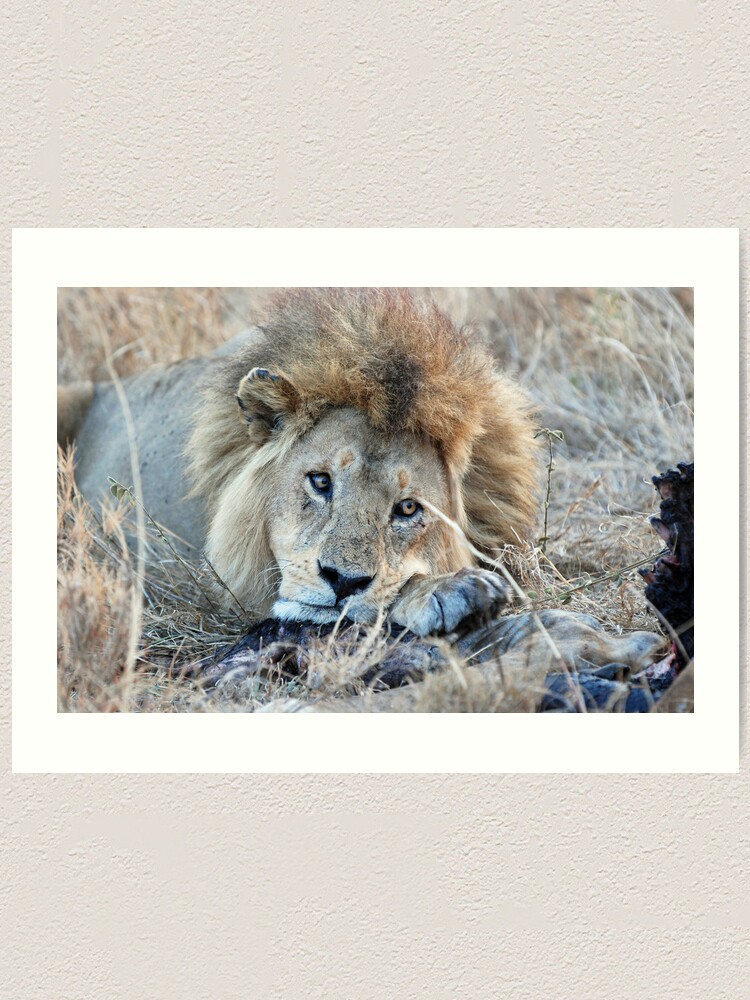 Alternate view of Male Lion - Serengeti Art Print