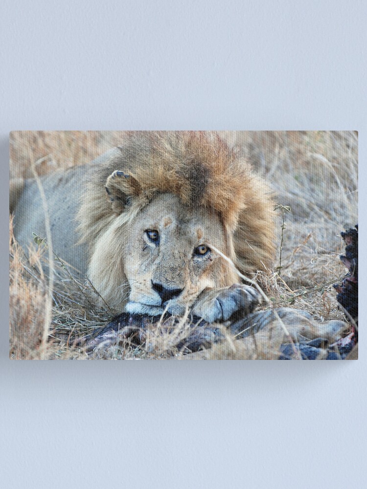 Alternate view of Male Lion - Serengeti Canvas Print