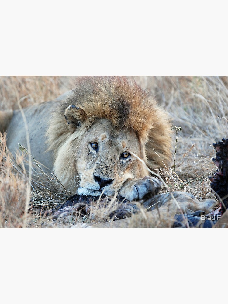 Male Lion - Serengeti by bfra
