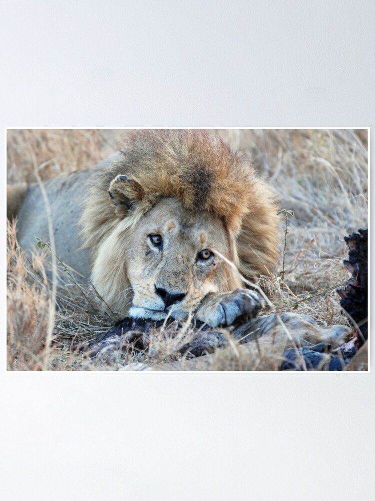 Alternate view of Male Lion - Serengeti Poster