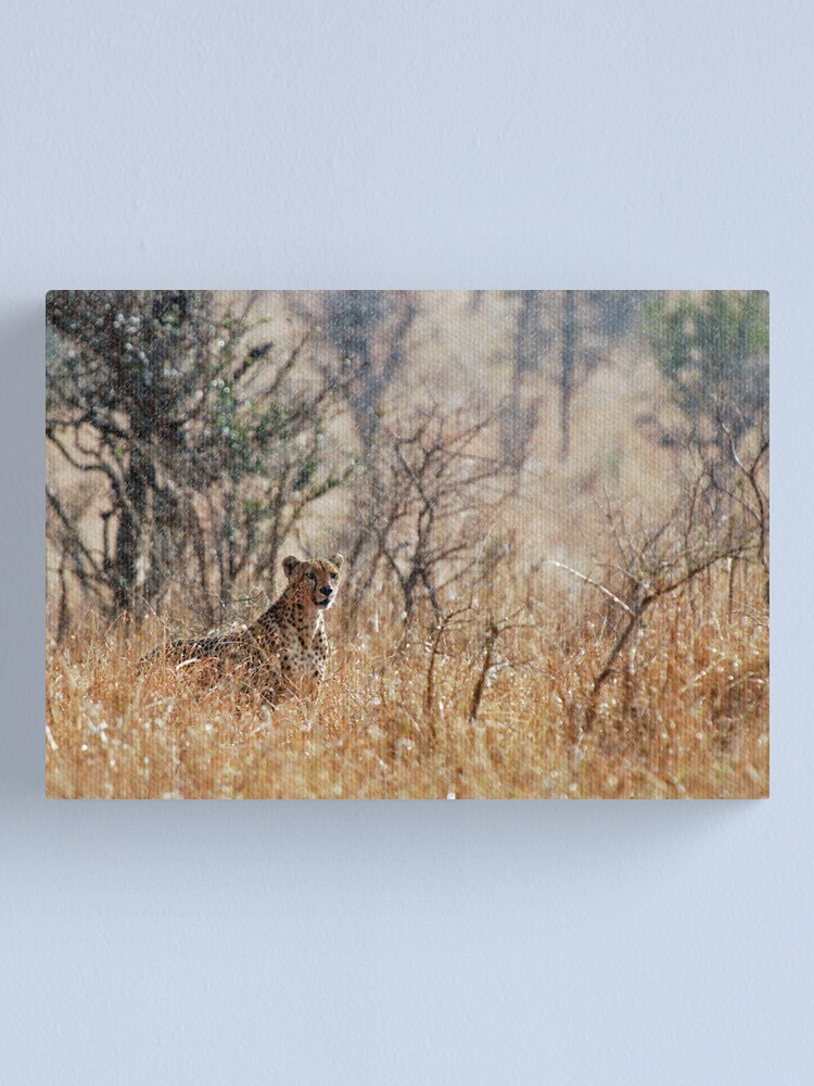 Alternate view of Male Cheetah - Serengeti rain Canvas Print