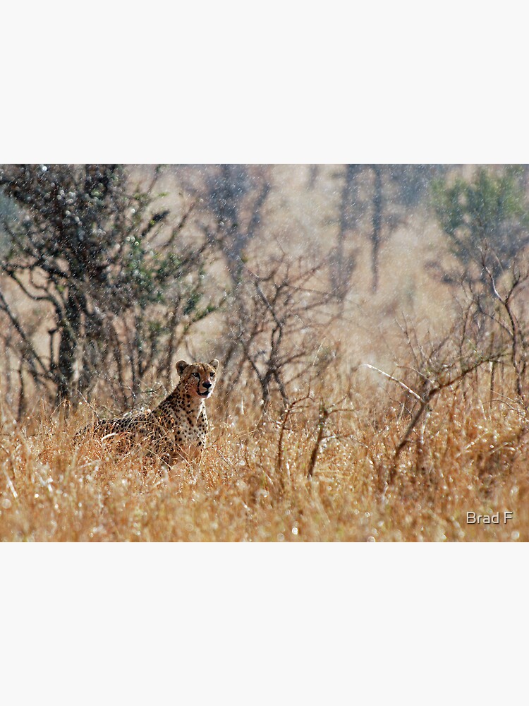 Male Cheetah - Serengeti rain by bfra