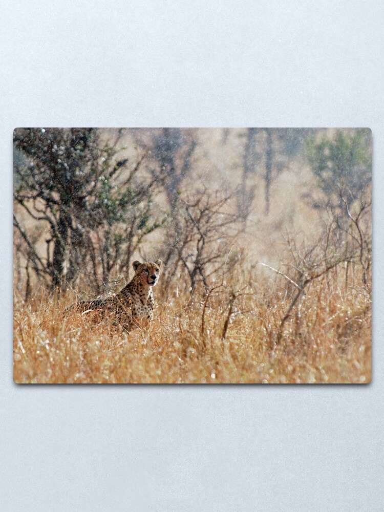 Alternate view of Male Cheetah - Serengeti rain Metal Print