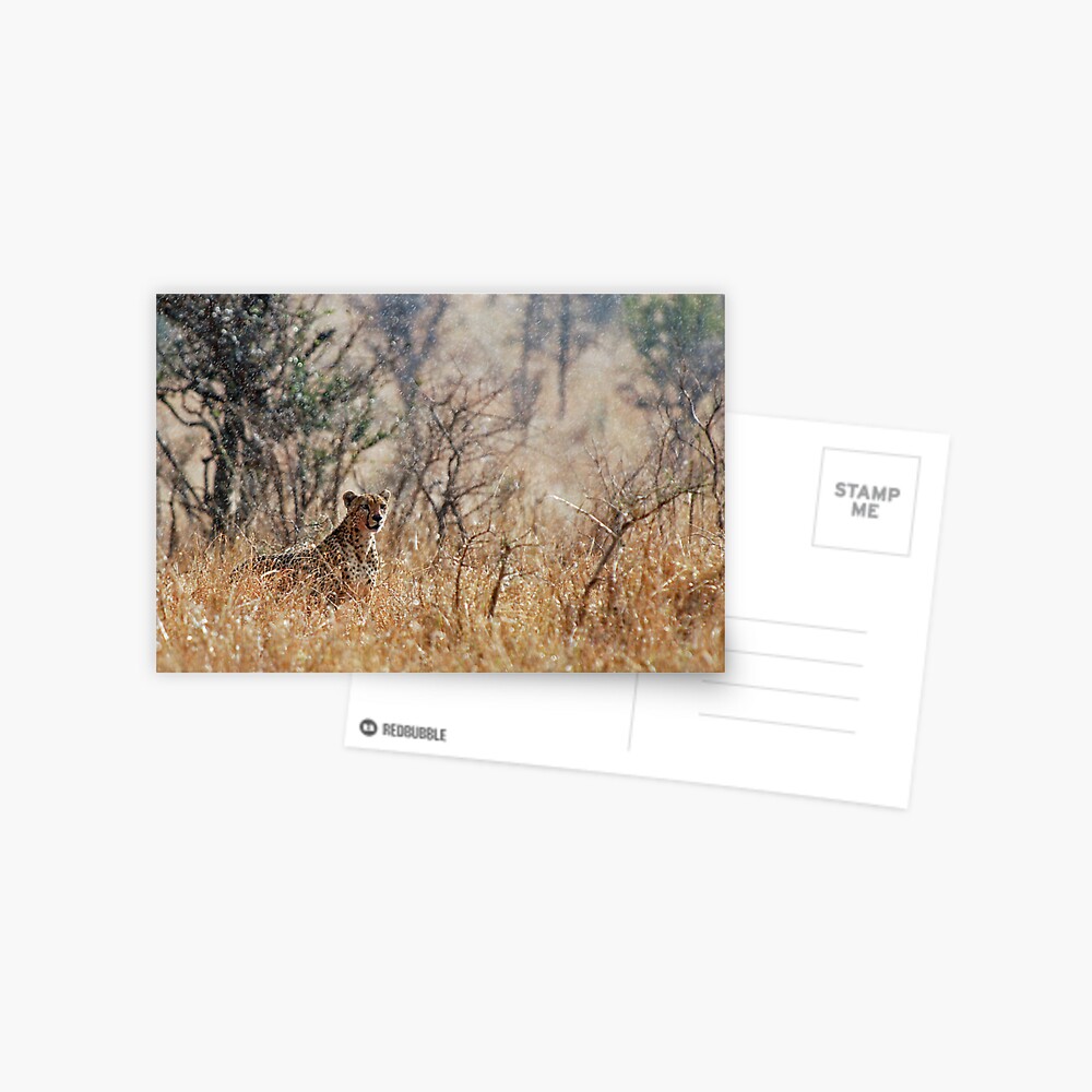 Male Cheetah - Serengeti rain Postcard