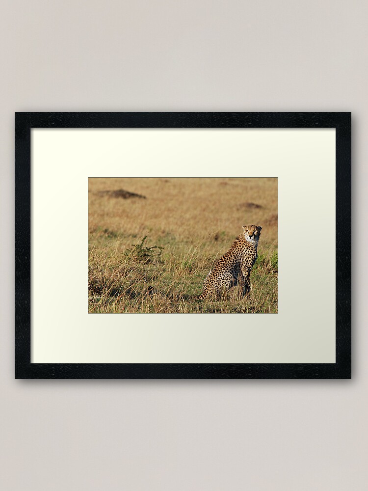 Alternate view of Cheetah - Masai Mara Framed Art Print
