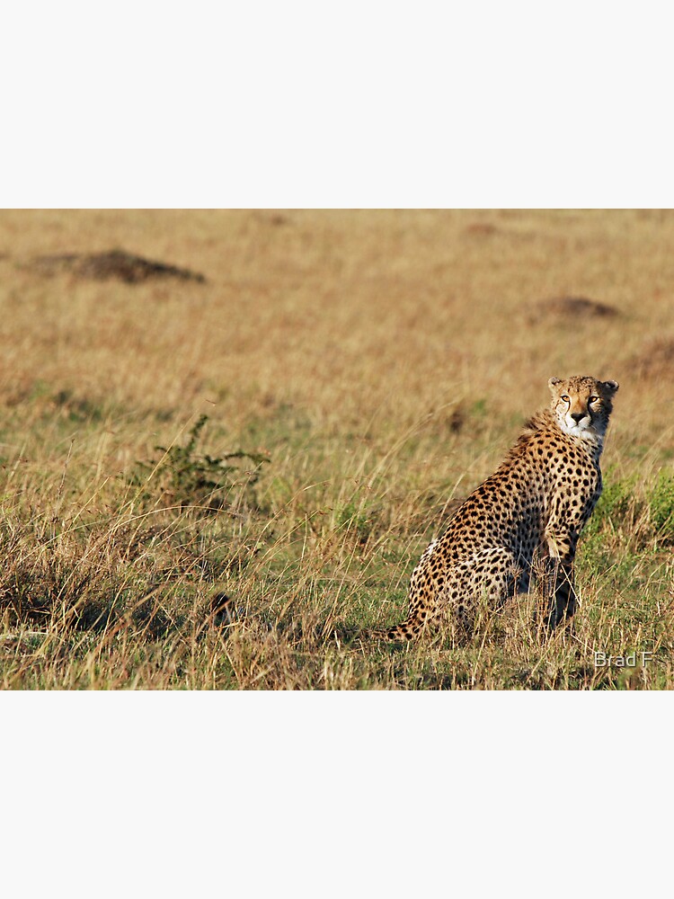 Cheetah - Masai Mara by bfra