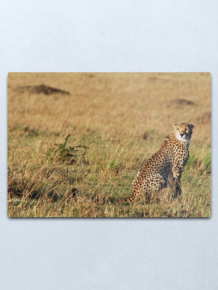 Alternate view of Cheetah - Masai Mara Metal Print