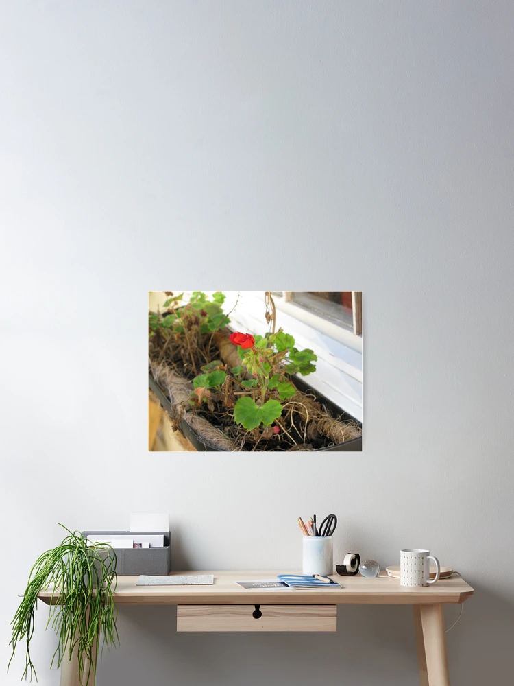Thumbnail 2 of 3, Poster, Window Box designed and sold by bethhalgren.