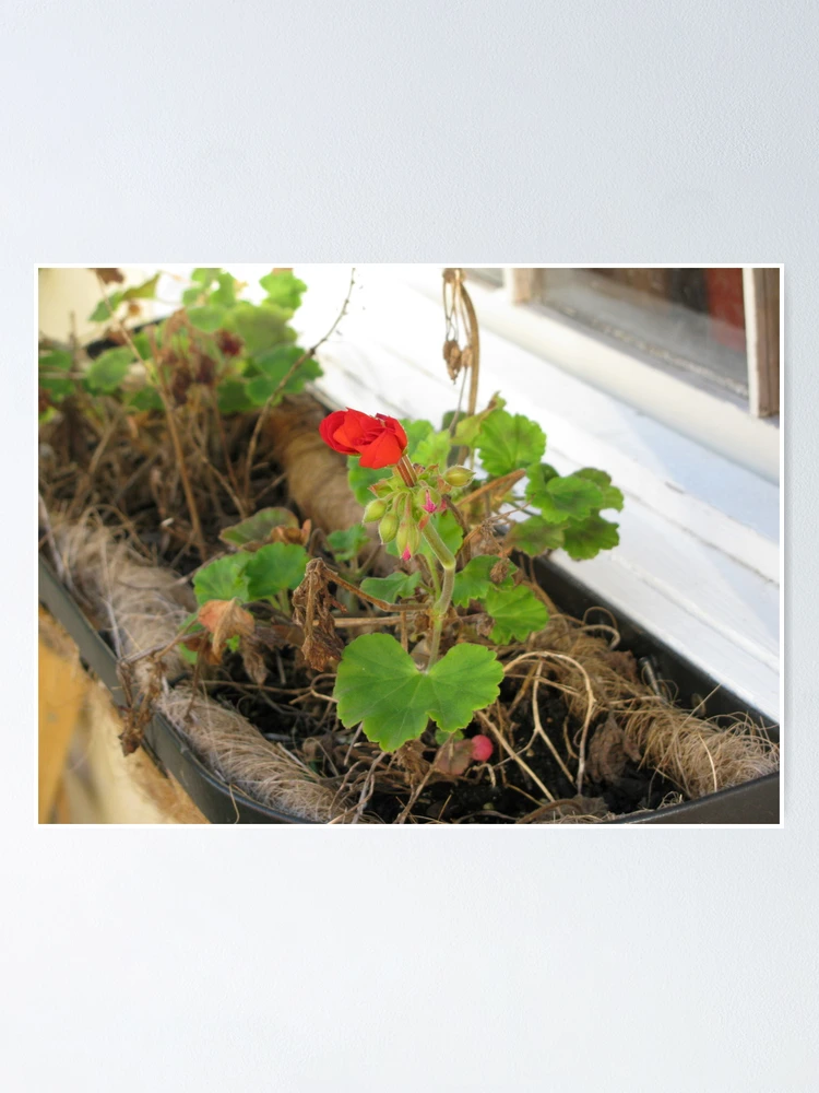 Thumbnail 1 of 3, Poster, Window Box designed and sold by bethhalgren.