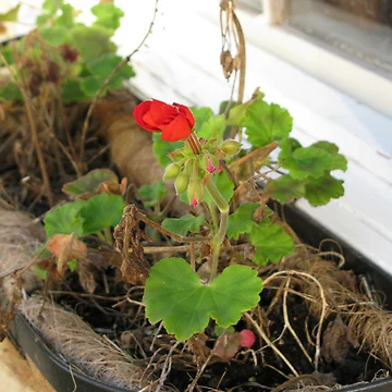 Artwork thumbnail, Window Box by bethhalgren