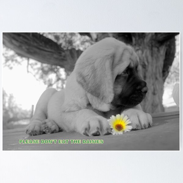 Please don't eat the Daisies  Poster