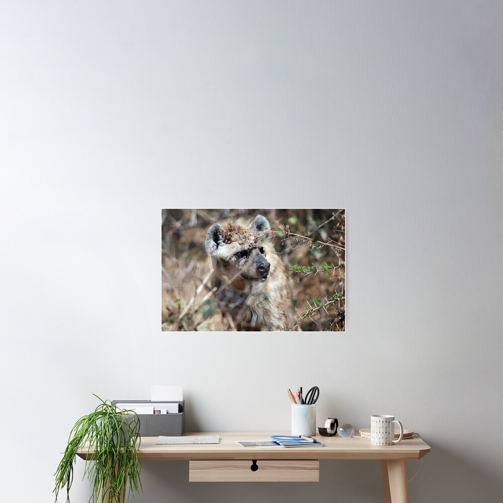 Spotted Hyena - Ngorongoro Crater Poster