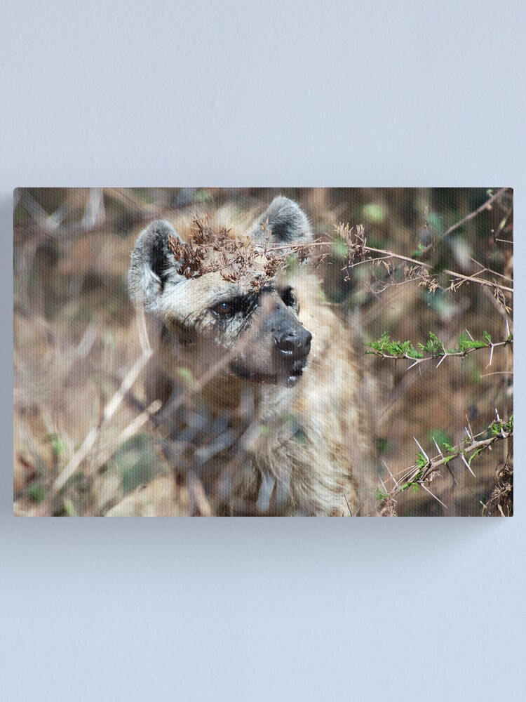 Alternate view of Spotted Hyena - Ngorongoro Crater Canvas Print