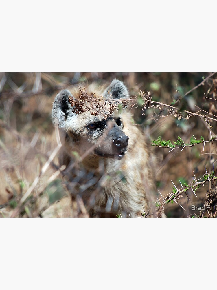 Spotted Hyena - Ngorongoro Crater by bfra