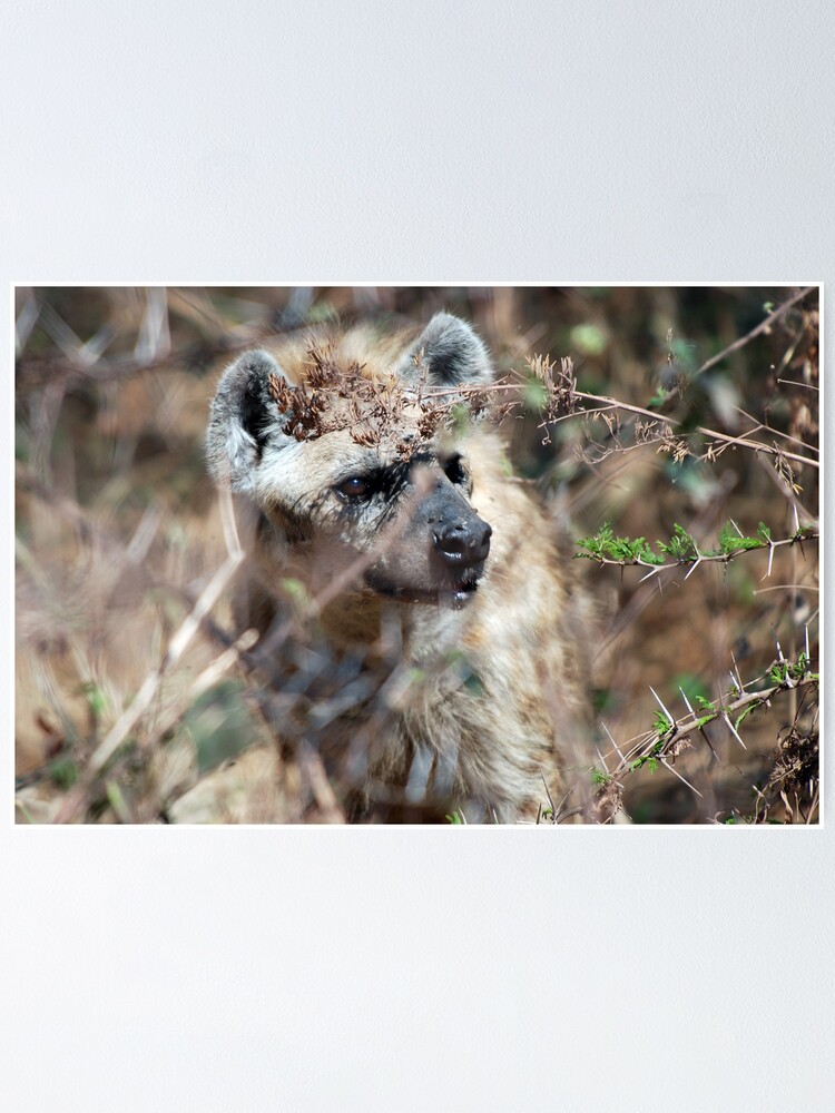 Alternate view of Spotted Hyena - Ngorongoro Crater Poster