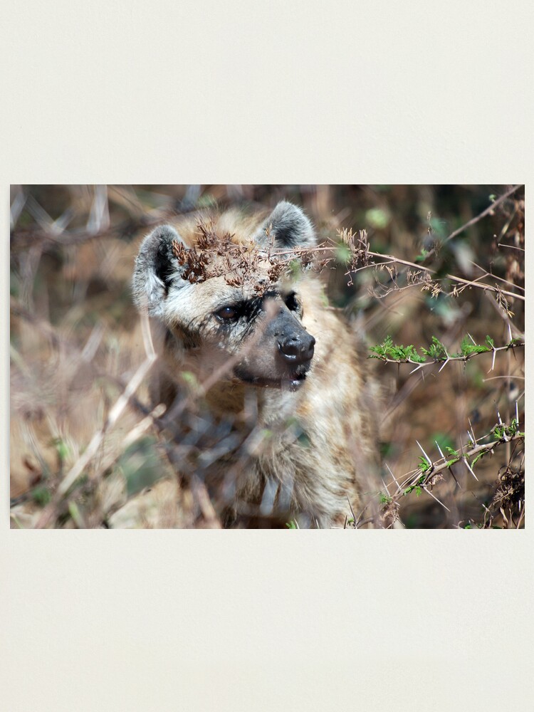Alternate view of Spotted Hyena - Ngorongoro Crater Photographic Print
