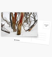 Colourful snow gums, Perisher Valley NSW Postcards
