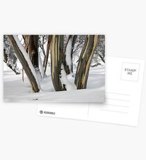 Snowgums, Perisher Valley NSW Postcards