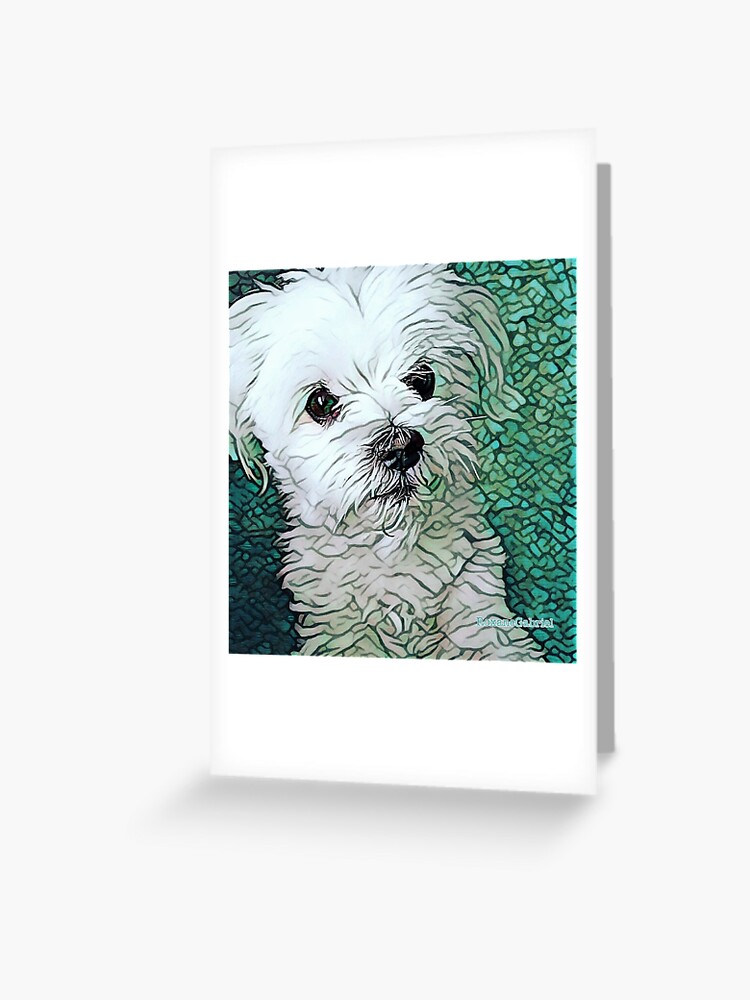 Tarjetas De Felicitacion Piel Del Bebe Fluffy Maltes Blanco Perro Blanco Perro Lindo Cachorro Maltes Cosas De Perro Lindo Cosas De Perro Artistico Cosas De Mascotas Bolso Para Perros De Roxanegabriel