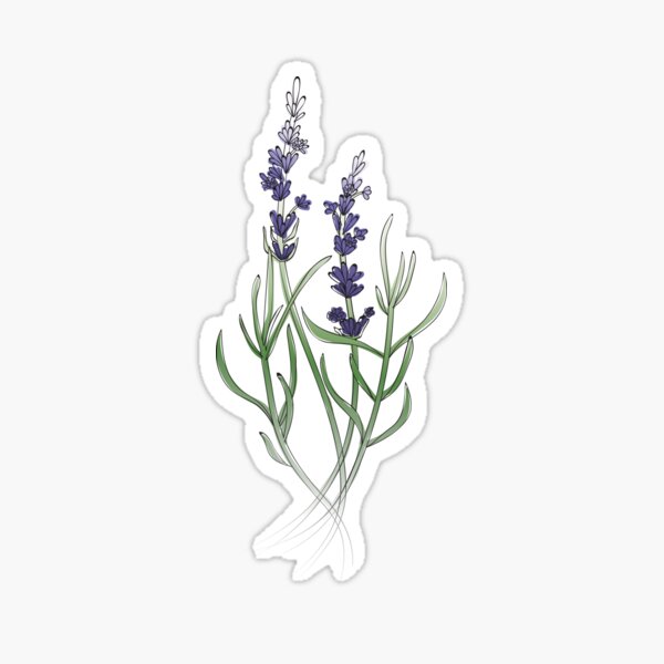 Lavendar Plant Sticker