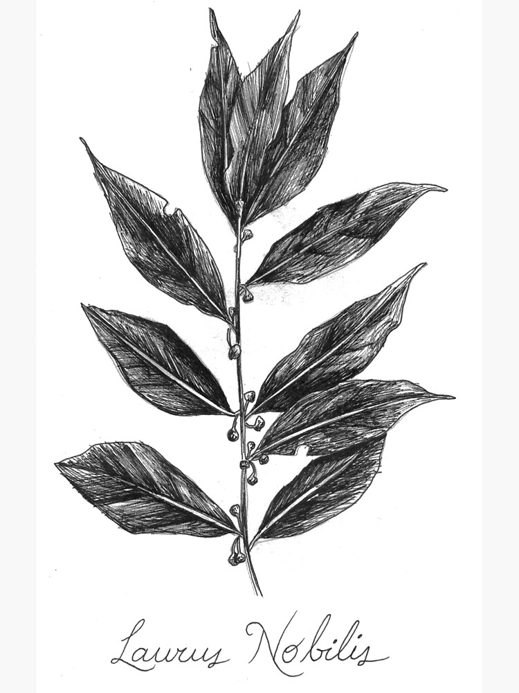 Lámina fotográfica «Hoja de laurel Botánica ilustración» de