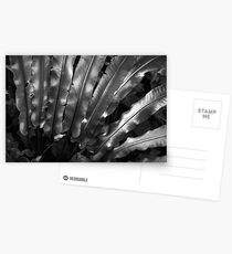 silvery nature Postcards