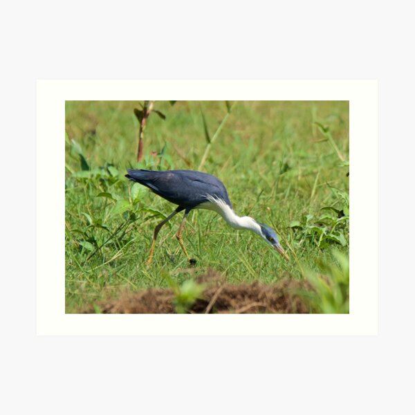 NT ~ WADER ~ Pied Heron by David Irwin ~ WO Art Print