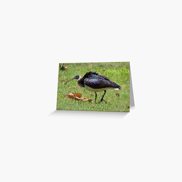 NT ~ WADER ~ Straw-necked Ibis 5GQQKFSD by David Irwin ~ WO Greeting Card