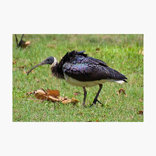 NT ~ WADER ~ Straw-necked Ibis by David Irwin ~ WO Photographic Print