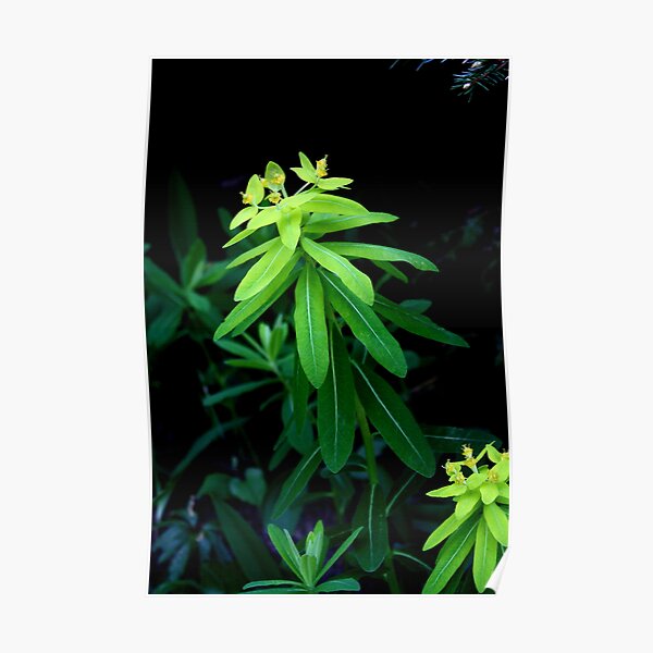 euphorbia gibelliana - ItalY Piedmont endemism Poster