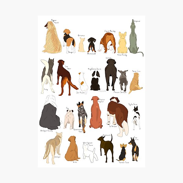 A-Z Dog Butts Photographic Print