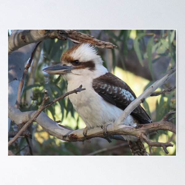 Item preview, Kookaburra sits in the old gum tree designed and sold by sharon Wingard.