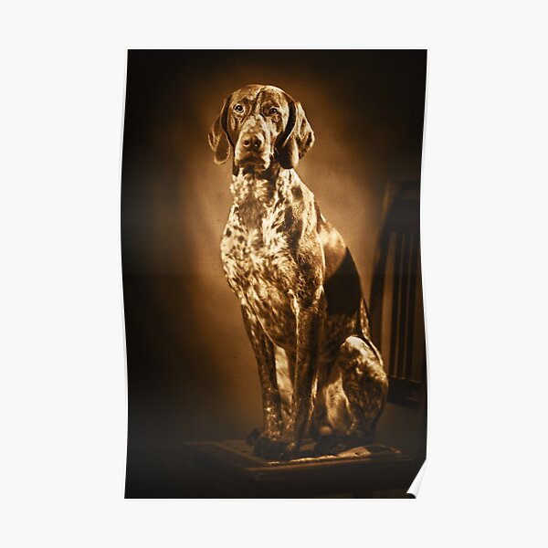 German shorthaired pointer vintage portrait Poster