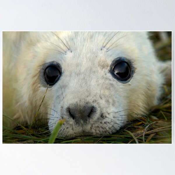 Item preview, Newly Born Seal Pup designed and sold by senninha.