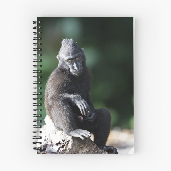 Item preview, Celebes crested macaque designed and sold by Jeremy Weiss.