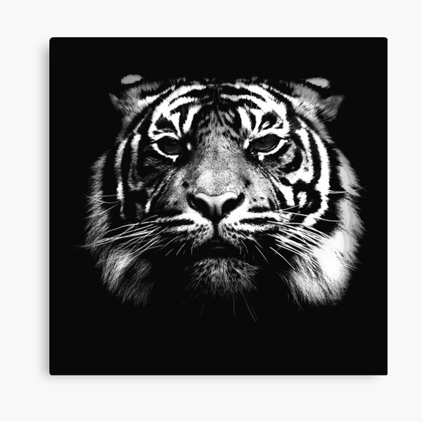 Illustrated Tiger Canvas Print